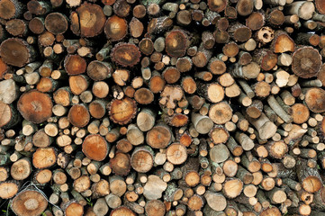 Freshly cut tree logs piled up