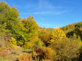 Mountain autumn landscape with colorful forest