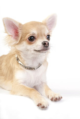 nice chihuahua puppy with silver necklace portrait