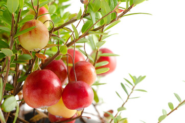 クランベリーの実と枝