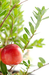 クランベリーの実のアップと枝