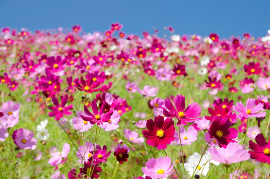 コスモス Images – Browse 90,130 Stock Photos, Vectors, and Video