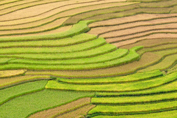 Gold terraced rice fields in Mu Cang Chai, Vietnam