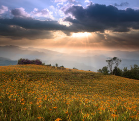 Obraz na płótnie Canvas daylily pole w górach