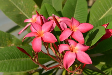 Plumeria flowers isolated on white