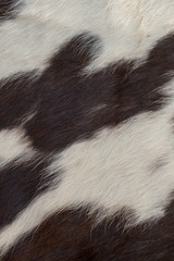 Fur texture