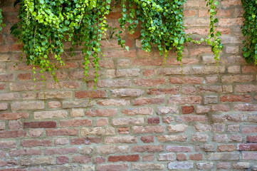 Ivy on a wall