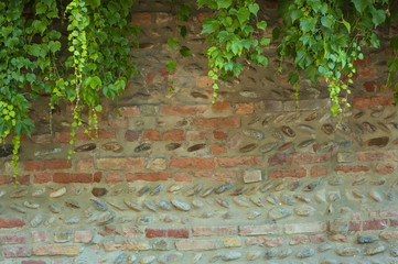 Ivy on a wall