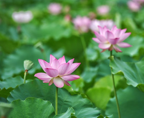 Obraz premium blooming lotus flower