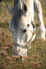 Pferd, Horse, frisst Grass auf Weide, gesehen in Mannheim, Herbst 2012