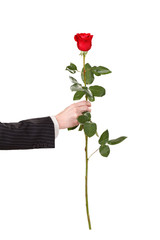 red rose in the hand