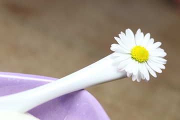 Gänseblümchen