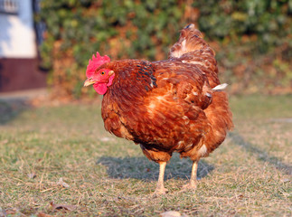 Chicken in nature