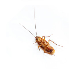 Cockroach isolated on white background