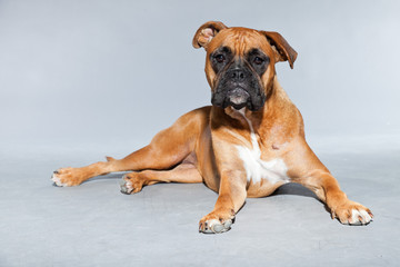 Young beautiful brown boxer dog. Studio shot isolated.