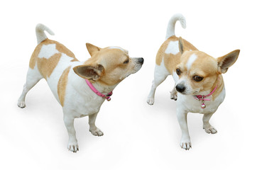 Chihuahua dog on white background