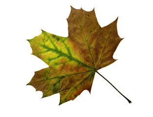 Fototapeta premium Blatt