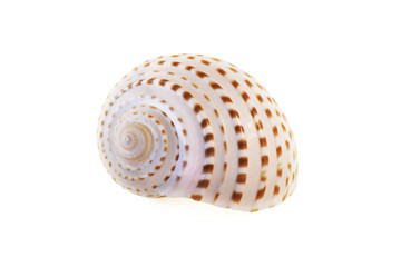 Seashell