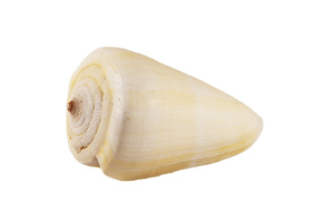 Seashell