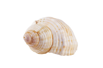 Seashell