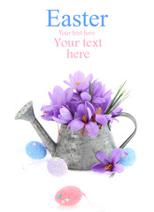Easter eggs and saffron flowers in a watering can