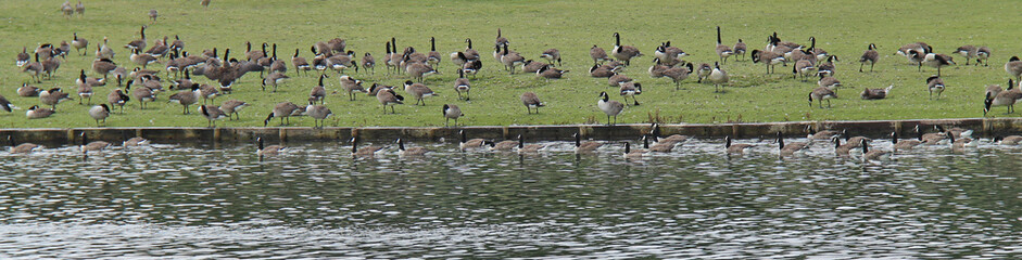 A Large Number of Geese Feeding at the Waters Edge.