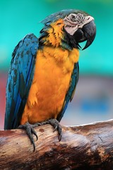 Close-Up Macaw