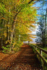 der Weg im Herbstwald