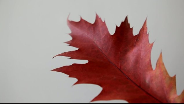 feuille