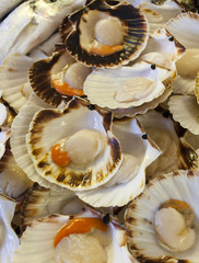 Closeup of fresh scallops on fish market
