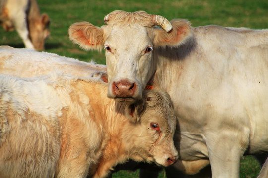 La vache et son veau