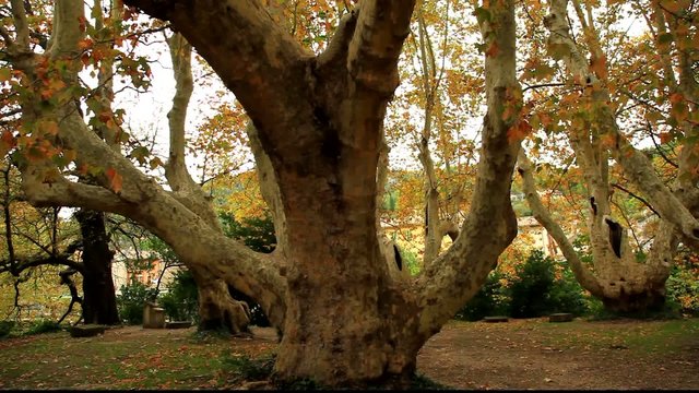 viel arbre....