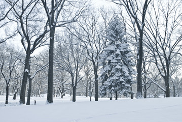 Winter Scene Central Park