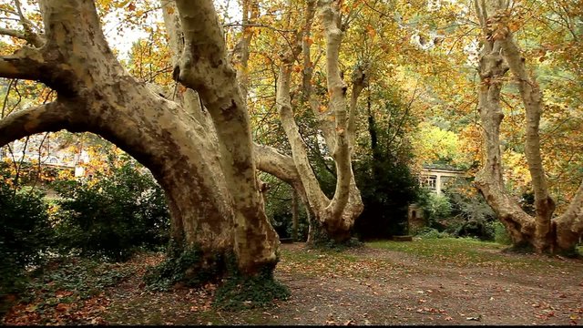 vieux platanes...