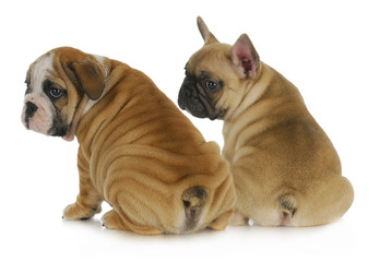 Obraz premium two puppies