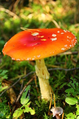 Fliegenpilz, Gl&uuml;ckspilz