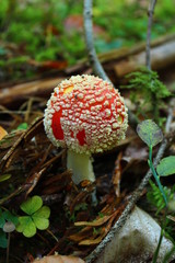 Fliegenpilz, Glückspilz