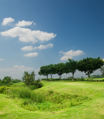 beautiful summer landscape