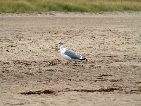 M&ouml;we am Strand
