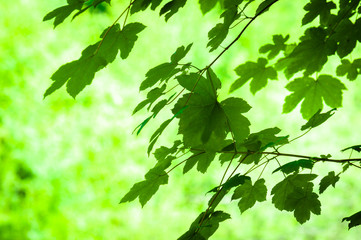 Fototapeta na wymiar Fresh leaves with blurry background