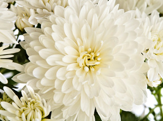 chrysanthemum flowers