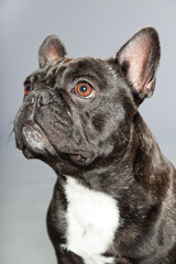 Black french bulldog. White chest. Funny dog.