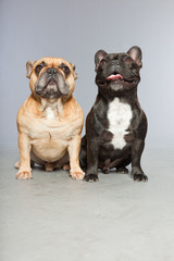 Obraz premium Black and brown french bulldogs together.