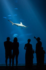 People with Shark