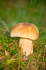 Autumn forest eatable mushroom close-up