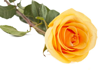 yellow rose isolated