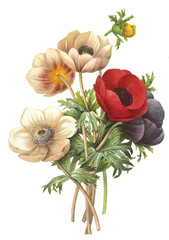 flower illustration - 46056020