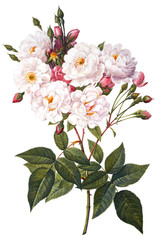 Naklejka na ściany i meble kwiat ilustracji