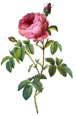 flower illustration