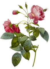flower illustration